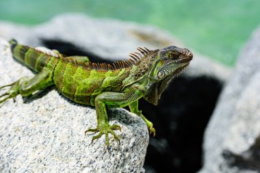 İguana sürüngeni, egzotik vahşi ejderha..