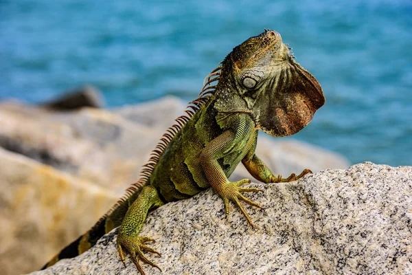 Green lizards iguana. Wildlife reptile in Florida. Iguana dragon. — Stock Photo, Image