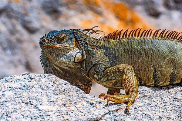 Green iguana, American iguana is a lizard reptile in the genus Iguana in the iguana family. And in the subfamily Iguanidae. — Stock Photo, Image