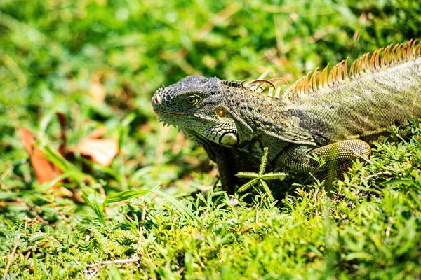 Dragón Iguana. Lagartos verdes iguana. —  Fotos de Stock