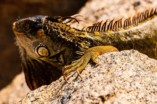 Güney Florida 'da iguana lakaplı yeşil iguana' ya yakın. İguanalar Florida 'ya özgü değildir.. — Stok fotoğraf