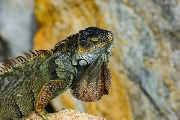 Grön Iguana, även känd som Gemensamma eller amerikanska leguan, på naturen bakgrund. — Stockfoto