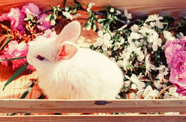 Easter background with whiti cute rabbit. Easter bunny rabbit. Cute bunny. — Stock Photo, Image