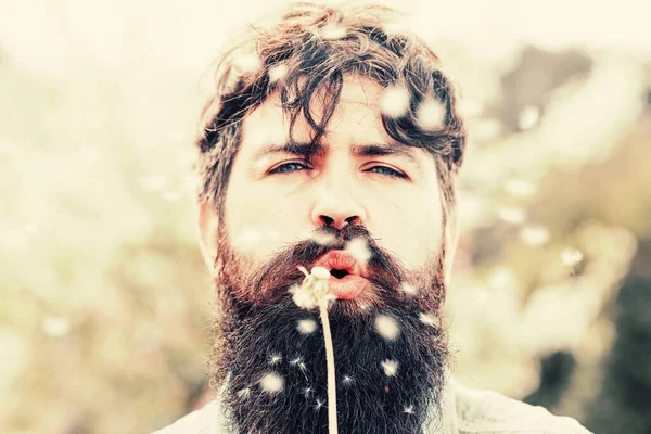 Un hombre gracioso chupa diente de león. Guapo barbudo agricultor posando sobre fondo de primavera . — Foto de Stock