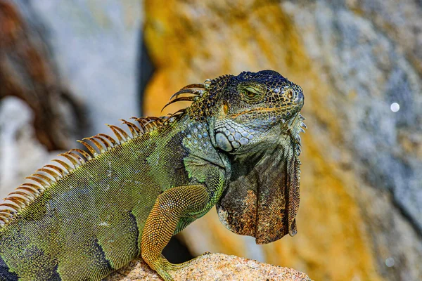 Närbild chef för Iguana Dragon. Iguana-draken. Gröna ödlor leguan. — Stockfoto