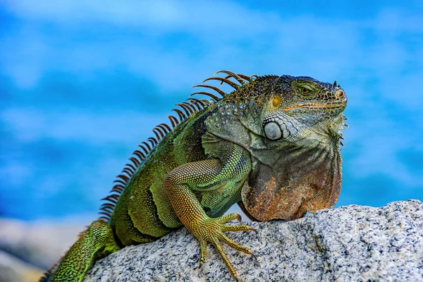Vilt och natur, marin leguan. Iguanas uppvärmning i solen på vulkaniska klippor. — Stockfoto