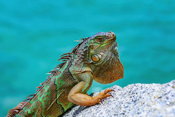 緑のトカゲイグアナ。緑のイグアナのクローズアップ. — ストック写真