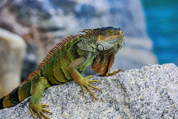 Grön Iguana, även känd som Gemensamma eller amerikanska leguan, på naturen bakgrund. — Stockfoto