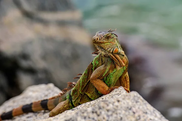 イグアナグリーンイグアナトカゲ。イグアナ龍を閉じます。フロリダ州の野生動物の爬虫類. — ストック写真