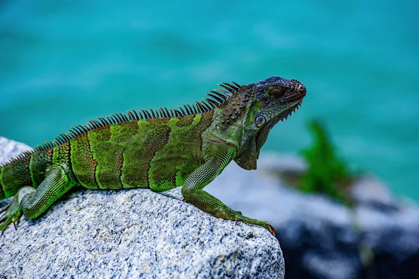 Vilt och natur, marin leguan. Gröna ödlor leguan. Reptil av vilda djur i Florida. — Stockfoto