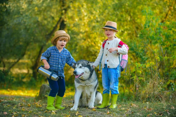 Μικρά παιδιά με σκύλους που περπατούν σε φθινοπωρινό φόντο. Έννοια ενεργά παιδιά. Ομάδα από δύο παιδιά που κάνουν πεζοπορία σε ένα πάρκο με ένα σκύλο. Παιδιά και σκυλιά εξερεύνηση. — Φωτογραφία Αρχείου