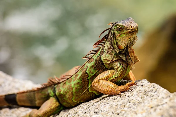 Gröna ödlor leguan. Viltreptil i Florida. Iguana drake närbild. — Stockfoto