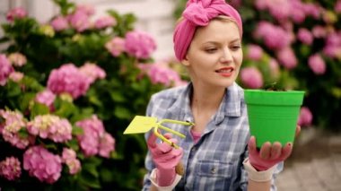 Bahçede çalışırken anne portresi. Gülümseyen kadın arka planda pembe ortancaya karşı bir saksı çiçek tutuyor. Kadınlar inanılmaz güzel pembe çiçeklerle ilgilenirler. Çiçek yetiştirme kavramı