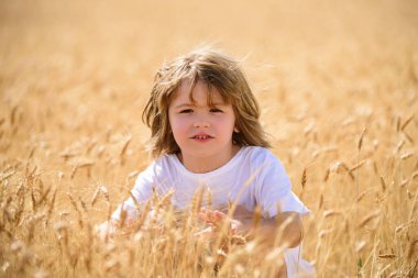 Sarı saçlı küçük çocuk yazın buğday tarlasında eğleniyor..