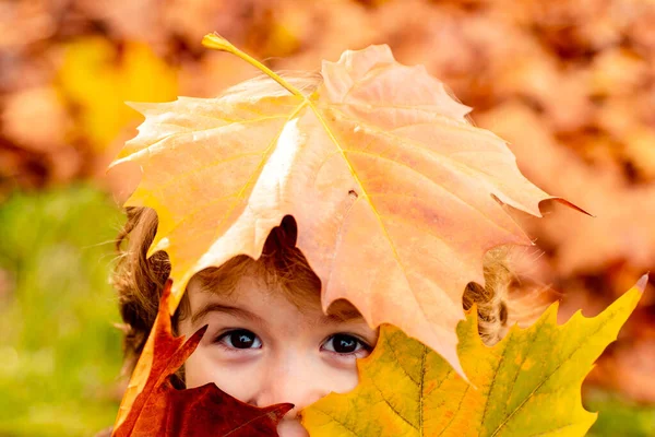 可爱的孩子在美丽的秋天公园,概念秋天.关门的肖像。在秋天的公园里，孩子们用一片黄色的枫叶遮住眼睛. — 图库照片