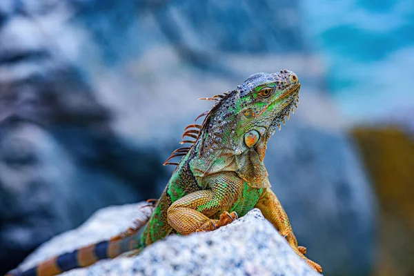 Ödla Iguana, i en grotta där ödlor bor. Reptil av vilda djur i Florida. — Stockfoto