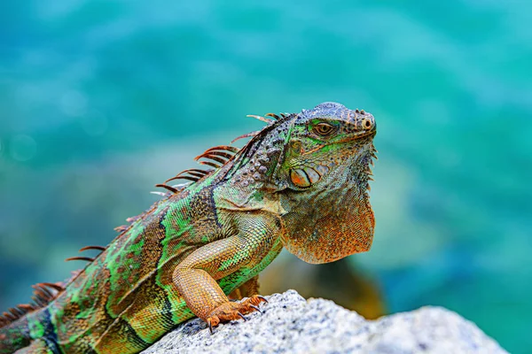 Iguanas värmer sig i solen på vulkaniska klippor. Vilt och natur, marina Iguana. — Stockfoto