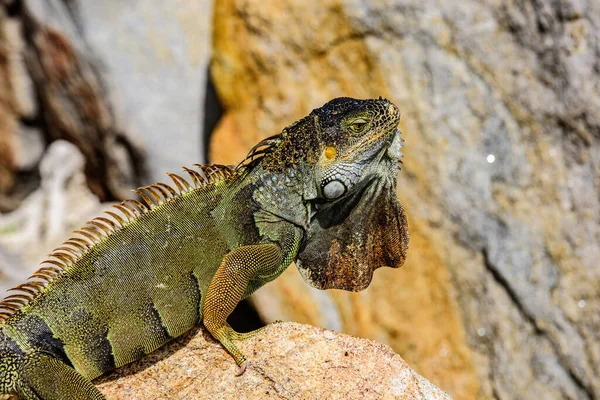 Iguanas uppvärmning i solen på vulkaniska klippor. — Stockfoto