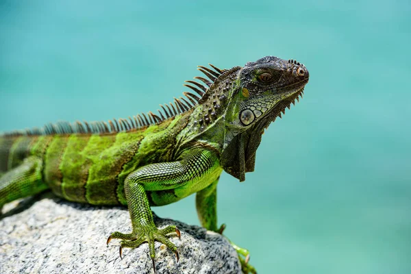 Grön leguan, även känd som den amerikanska leguanen, växtätande arter av ödla av släktet Iguana. — Stockfoto