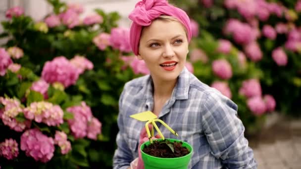 Woman in flower garden cares for flowers. Concept of care for plants. American woman with a pink handkerchief cares for hydrangeas. — Stock Video