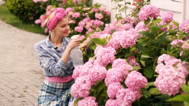 Mujer en el jardín de flores cuida de las flores. Concepto de cuidado para el patio trasero. Mujer americana con un pañuelo rosa regando hortensias. — Vídeos de Stock