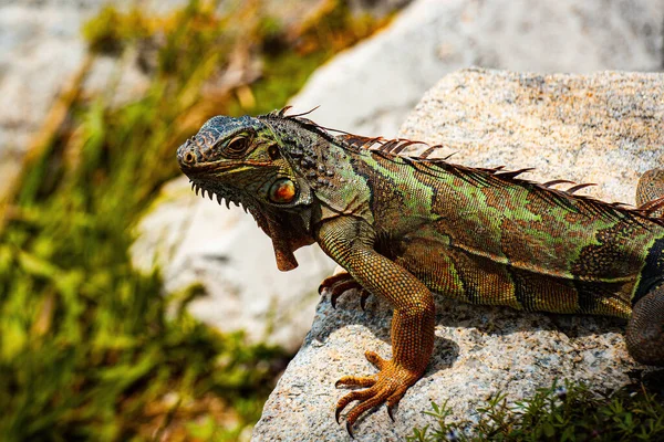 Grön leguan även känd som den amerikanska leguanen är en ödla reptil i släktet Iguana. Stor leguan på en natur. — Stockfoto