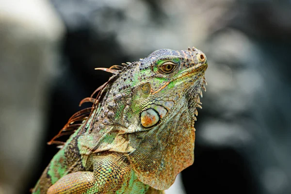 Närbild chef för Iguana Dragon. Ödla Iguana, i en grotta där ödlor bor. Iguana drake närbild. — Stockfoto