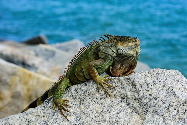 Σαύρα ιγκουάνα πράσινη ιγκουάνα. Άγρια ζωή και φύση, θαλάσσια Iguana. — Φωτογραφία Αρχείου