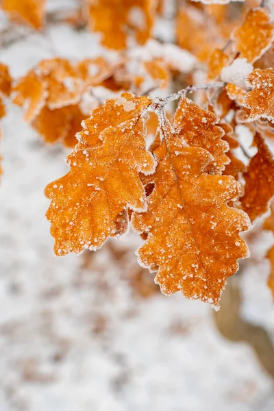 Incrível árvore de carvalho laranja folhas cobertas por geada fechar foto. Floresta de inverno e atmosfera natural. Jardim sazonal. Tempo frio e bela natureza no inverno. Ramo com folhas de carvalho . — Fotografia de Stock