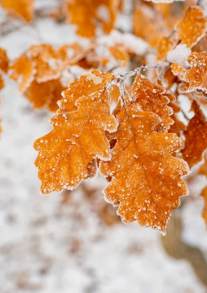 Impressionanti foglie di quercia arancione ricoperte dal gelo foto da vicino. Foresta invernale e atmosfera naturale. Giardino stagionale. Tempo freddo e bella natura in inverno. Ramo con foglie di quercia. — Foto Stock