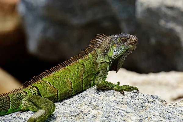 Gröna ödlor leguan. Viltreptil i Florida. Iguana drake närbild. — Stockfoto