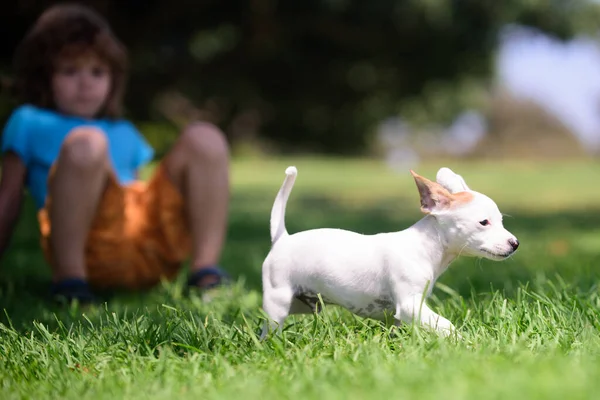 Parkta yavru köpeğiyle oynayan komik çocuk.. — Stok fotoğraf