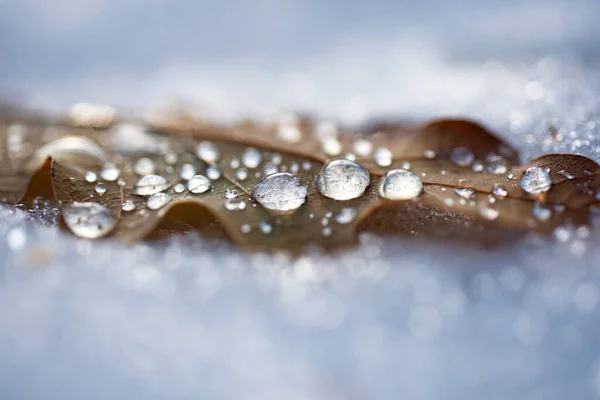 秋天枫叶与水滴在雪天背景紧密相连.结霜的落叶。雪原上的枫树冻叶. — 图库照片