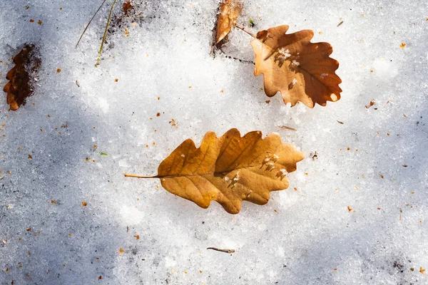 Inverno de outono. Folhas amarelas no final do outono ou início do inverno sob a neve. Primeiro neve, flocos de neve caem. Folha de outono gelada. Folha congelada fundo natural . — Fotografia de Stock