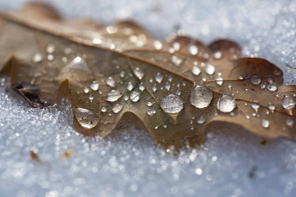 Foglia gelida. Inverno d'autunno. texture foglie innevate, sfondo autunnale. — Foto Stock