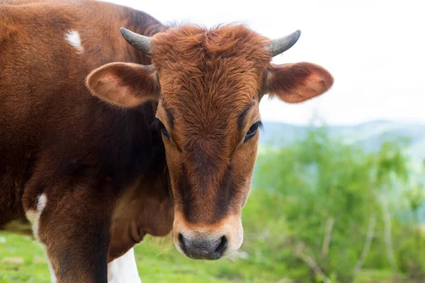 Vache sur le fond de ciel et d'herbe verte. — Photo