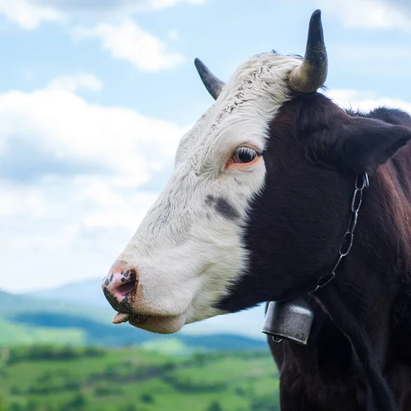 Holstein vache. Ferme de vaches. Tête de vache broutant au champ. — Photo
