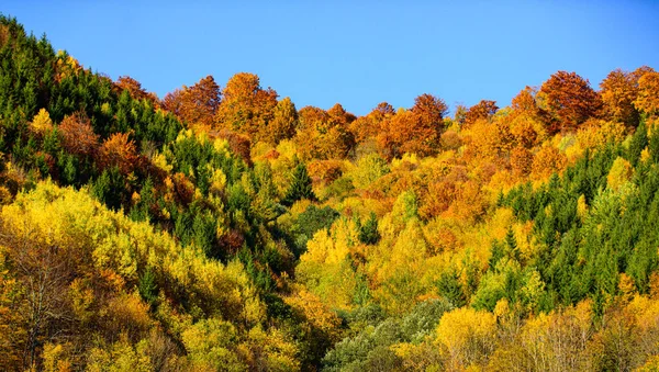가을 숲에는 아름다운 주황색, 빨간색, 노란색, 초록색의 나무들이 있고 언덕에는 많은 나무들이 있다. 아름다운 가을 풍경과 노란 나무들. — 스톡 사진