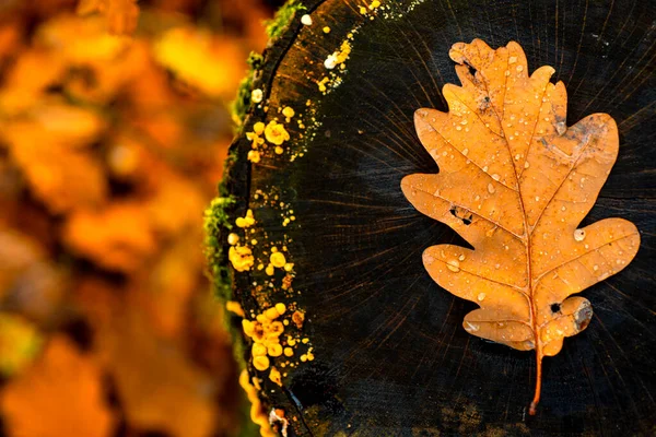 Абстрактний фон осіннього листя. Осіннє листя над старим дерев'яним тлом з копіювальним простором . — стокове фото