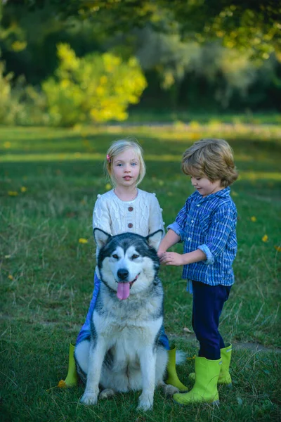 Menino e menina em um campo verde com seu animal de estimação husky ou malamute . — Fotografia de Stock