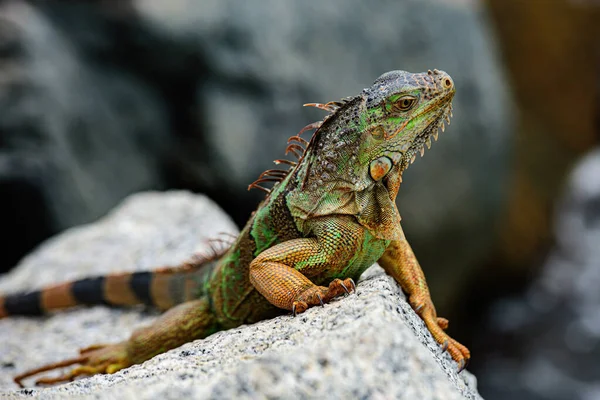 Iguanas uppvärmning i solen på vulkaniska klippor. — Stockfoto