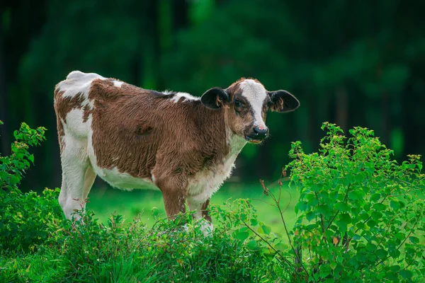 Pěkná kráva na zelené trávě. Telata se stádem dojnic. — Stock fotografie