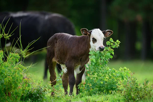 Ternero en campo de hierba verde. Vaca con rebaño lechero. —  Fotos de Stock