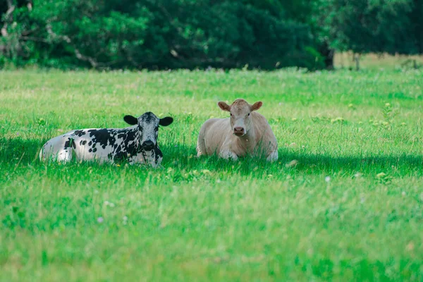 Kor som ligger i högt gräs. Ko på fältet. Begreppet färsk mjölk. — Stockfoto