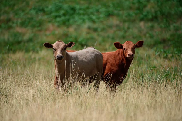 Terneros en un prado verde fresco, de pie uno al lado del otro. ternera, vaca en la granja lechera. —  Fotos de Stock