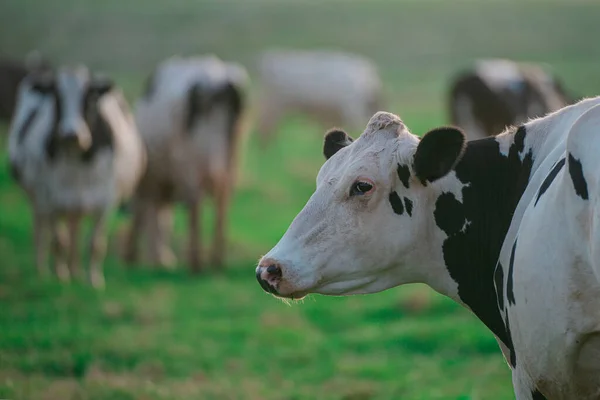 Holsteinovy krávy na louce. Mléčná kráva. Zbabělec na letní pastvině. — Stock fotografie