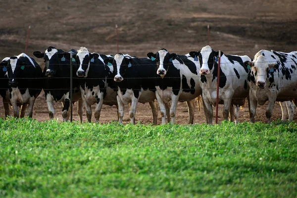 Vacas lecheras en una granja. Un establo. Vacas de ordeño en establo de granja en granja lechera. Vaca Holstein. —  Fotos de Stock