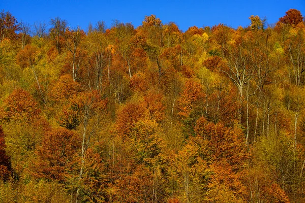 Gele herfst esdoorn bladeren in een bos, herfst achtergrond. — Stockfoto