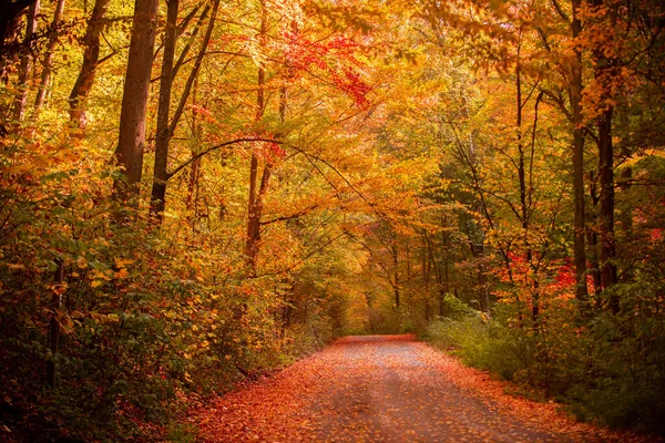 Jesienny las natury. Piękna romantyczna alejka w parku z kolorowymi drzewami. Jesienna naturalna faktura, jesienne tło. — Zdjęcie stockowe