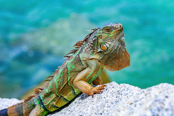 Närbild av grön leguan, latinska namnet Iguana iguana, i södra Florida. Iguanas är inte hemma i Florida. — Stockfoto